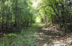0 Fivel Rd, Ridgeville, SC 29472