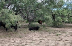 1299 FM 502, Rochelle, TX 76872
