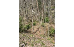 Tbd Crabtree Hollow, Clintwood, VA 24228