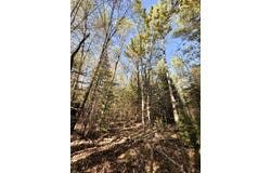 County Road 422, McMillan, MI 49853