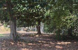 Camelia Drive, Pass Christian, MS 39571