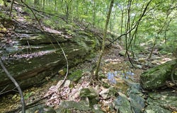 65 Acres Plainview Road, Anderson, MO 64831