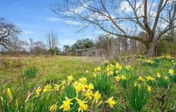 528 HARRIS ROAD, HAWORTH, OK 74740