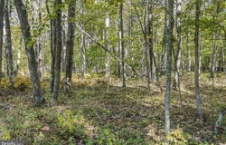 .94 ACRES MOSSER, MCHENRY, MD 21541