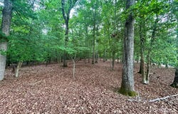170 Water Oak Way, Mount Gilead, NC 27306