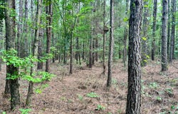 0 Pine Grove Road, Carrollton, AL 35447