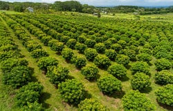 17-4150 HUINA RD, Kurtistown, HI 96760
