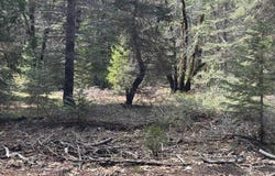 Blk D, L-21 U-1 Crater Way, McCloud, CA 96057