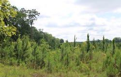 Pataula Park Road, Georgetown, GA 39854
