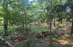 10 acres E Free Soil Road, Free Soil, MI 49411