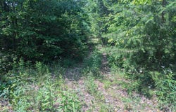 9999 State Highway 649, Olive Hill, KY 41164