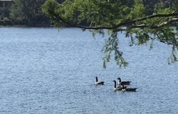 SIMPSON Drive, Interlachen, FL 32148