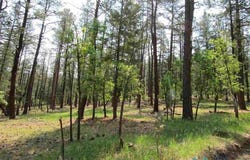 474849 CAMINO FACIL, Rociada, NM 87742
