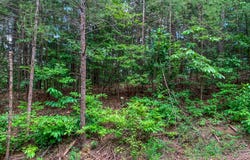 Lot 17 Misty Mountain Trail, Ellijay, GA 30540