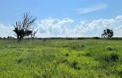 MATTHEWS RD lot: 117, SAXIS, VA 23427