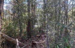 Forest Hill Ln, Milton, FL 32570