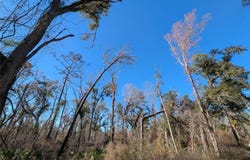 NW FOX RUN TRAIL, MAYO, FL 32066