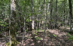 Curtis Farm Road lot: 7, Lincoln, ME 04457