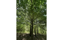 Lot 11 South Pointe Drive, Tignall, GA 30668