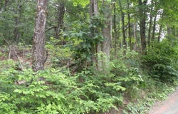 Frenchs Hill Road, New Lebanon, NY 12125