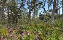 4336 Jody Morgan Rd, Steinhatchee, FL 32359