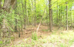 0 Barksdale Road, Westport, NY 12993