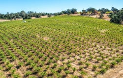 19940 Shenandoah School Rd, Plymouth, CA 95669