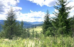 #T BUFFY LN, INCHELIUM, WA 99138