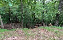 167 Tara, Ellijay, GA 30540