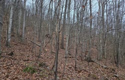 Evans Hollow, Hillsboro, KY 41049