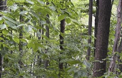 V/L Wildwood Trail, Mancelona, MI 49659