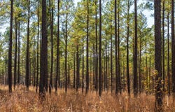 TBD Upper River Rd., Macon, GA 31211
