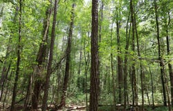 TBD Lincecum Church Rd., Pollock, LA 71467