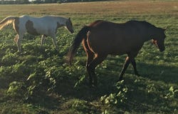 Tbd Private Road 4145, Cross Plains, TX 76443