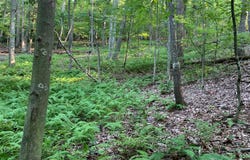 OLD HANCOCK ROAD, CUMBERLAND, MD 21502