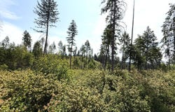 TBD ROCKABYE LN, CURLEW, WA 99118