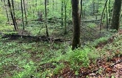 Lot 102 Bear Den Trl, Grandview, TN 37337