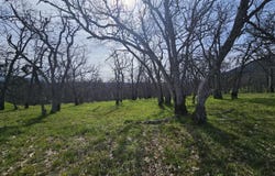0 Hwy 66, TL 1402, Ashland, OR 97520