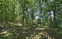 1033 Bonanza Lane, Weidman, MI 48893