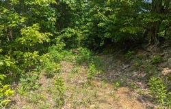 9999 State Highway 649, Olive Hill, KY 41164