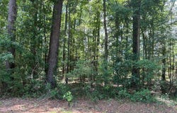 Lot 20 Robin Dr, Bamberg, SC 29003