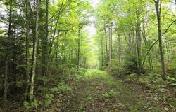 ON DAM RD, Eagle River, WI 54521
