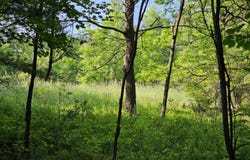 Cornbread Ridge Road, Princeton, WV 24940