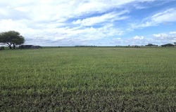 County Rd 70 lot: 8, Bishop, TX 78343