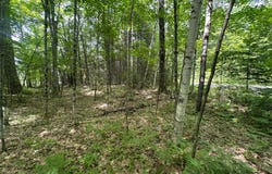 3.3ac BLACK FOREST RD, Presque Isle, WI 54557