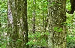 000 Private Rd Berry Road, Valley Grande, AL 36701