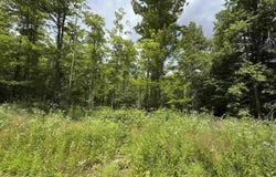 33 Acres Off Bates Amasa, Crystal Falls, MI 49920