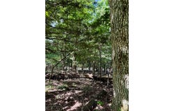 Pine Drive lot: 40, Garfield, AR 72732