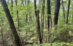 (0) Sheep Cliff Way, Sky Valley, GA 30537