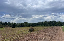 0 Sunflower Rd LOT 5, St Matthews, SC 29135